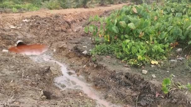 Paisaje Alrededor Tierra Vegetación Del Taro — Vídeo de stock