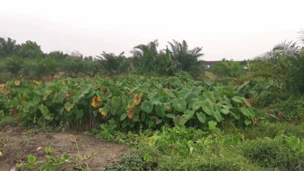 Landschap Scène Rond Taro Vegetatie Land — Stockvideo