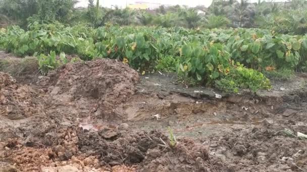 Paisagem Cena Torno Terra Vegetação Taro — Vídeo de Stock