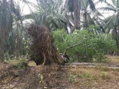 sökülmüş palmiye ağacından filizlenen vahşi filizler..