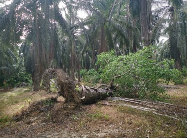 sökülmüş palmiye ağacından filizlenen vahşi filizler..
