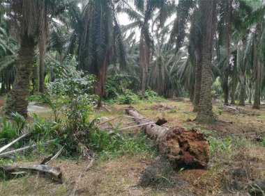 Yerdeki kökleri sökülmüş ve ölü palmiye ağaçları. 