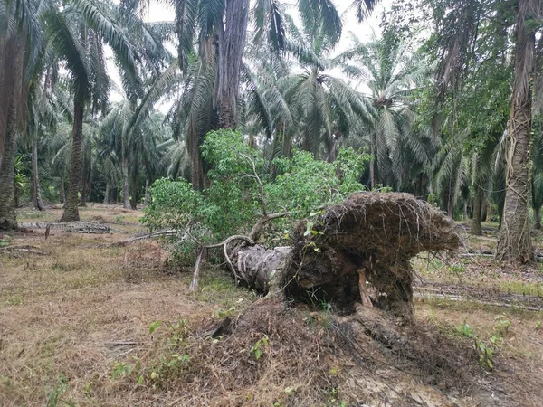 Άγριο Ficus Microcarpa Που Ξεπροβάλλει Από Τον Ξεριζωμένο Φοίνικα — Φωτογραφία Αρχείου