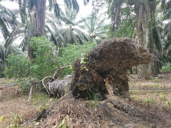 Ficus Microcarpa Selvagem Brotando Palmeira Arrancada — Fotografia de Stock