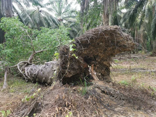 Άγριο Ficus Microcarpa Που Ξεπροβάλλει Από Τον Ξεριζωμένο Φοίνικα — Φωτογραφία Αρχείου