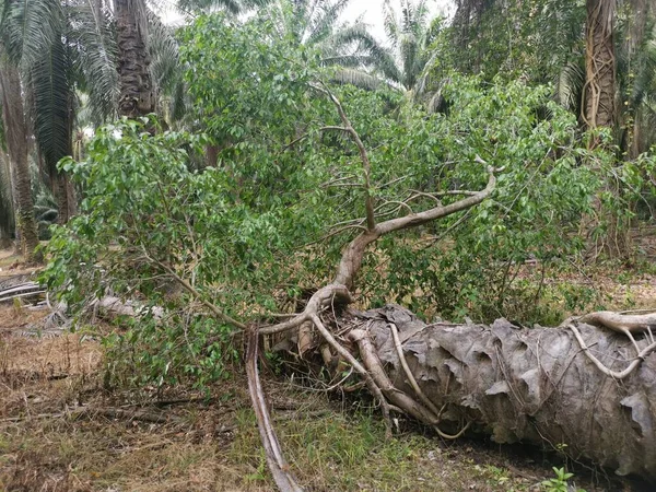 Ficus Microcarpa Selvagem Brotando Palmeira Arrancada — Fotografia de Stock