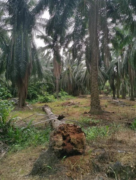 地面に根こそぎになって死んだヤシの木 — ストック写真