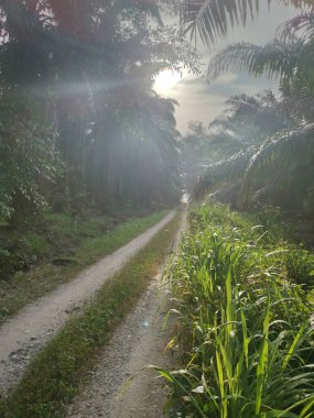 Sabah kırsal kesimdeki çiftliğe doğru