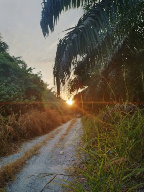 Sabah kırsal kesimdeki çiftliğe doğru