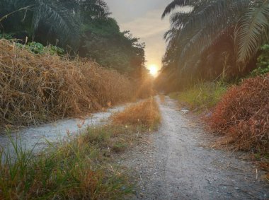 Sabah kırsal kesimdeki çiftliğe doğru
