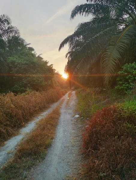 Sentier Matinal Dans Ferme Campagne — Photo