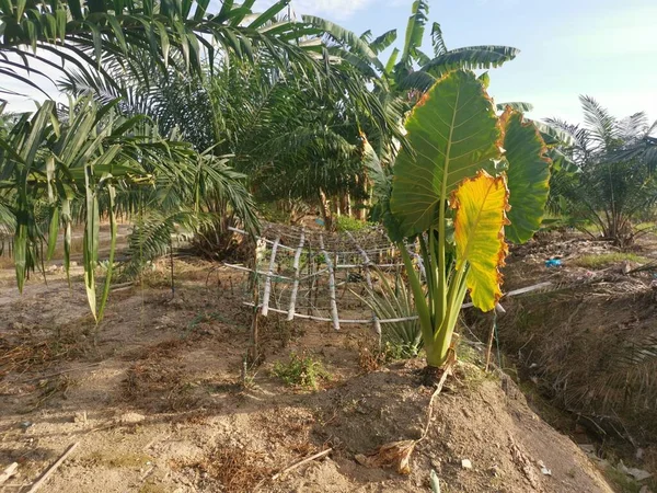 One Wild Giant Taro Leafy Green Plant — Stock Photo, Image