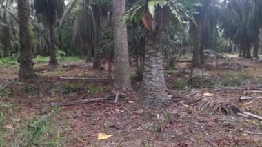 Palmiye ağacından filizlenen iki kuş yuvası.