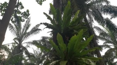 Palmiye ağacından filizlenen iki kuş yuvası.