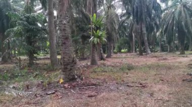 Palmiye ağacından filizlenen iki kuş yuvası.