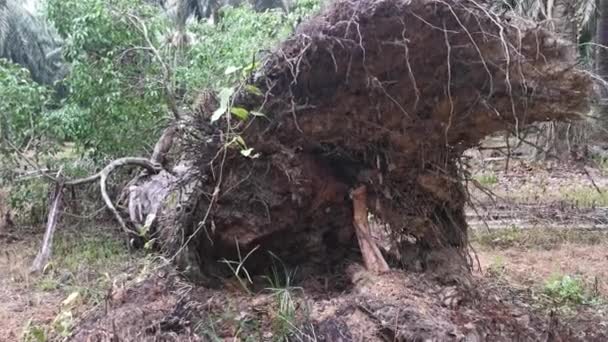 Dziki Ficus Microcarpa Wyrastający Wykorzenionej Palmy — Wideo stockowe