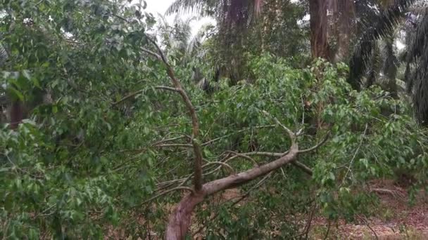 Wilde Ficus Microcarpa Ontspruit Uit Ontwortelde Palmboom — Stockvideo