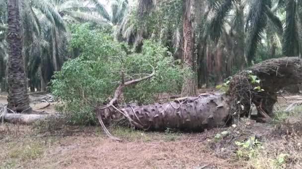 Ficus Microcarpa Selvatico Che Germoglia Dalla Palma Sradicata — Video Stock