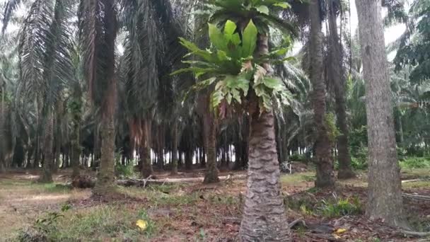 Dos Helechos Nido Pájaro Que Brotan Palmera — Vídeos de Stock