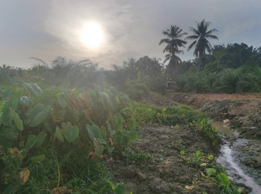 Taro bitki örtüsü çevresindeki manzara