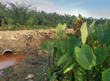 Taro bitki örtüsü çevresindeki manzara
