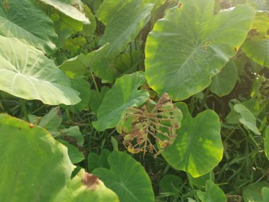 Taro bitki örtüsü çevresindeki manzara