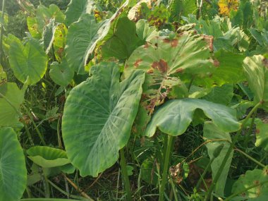 Taro bitki örtüsü çevresindeki manzara