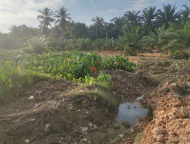 Taro bitki örtüsü çevresindeki manzara