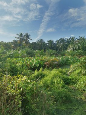 Taro bitki örtüsü çevresindeki manzara