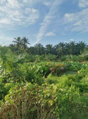 Taro bitki örtüsü çevresindeki manzara