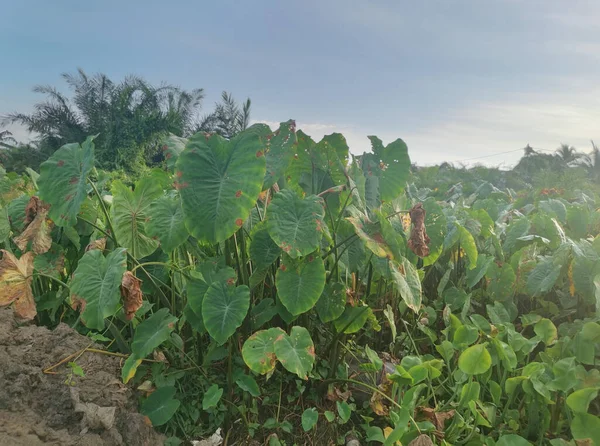Szene Rund Die Taro Vegetation — Stockfoto