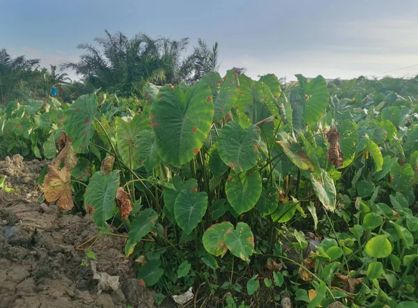 Jelenet Körül Taro Növényzet Föld — Stock Fotó