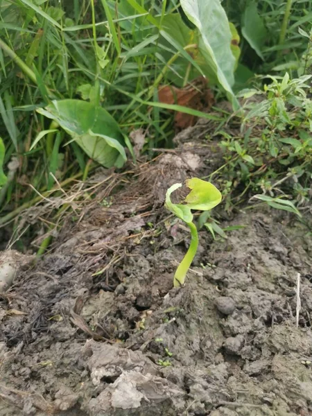 Szene Rund Die Taro Vegetation — Stockfoto