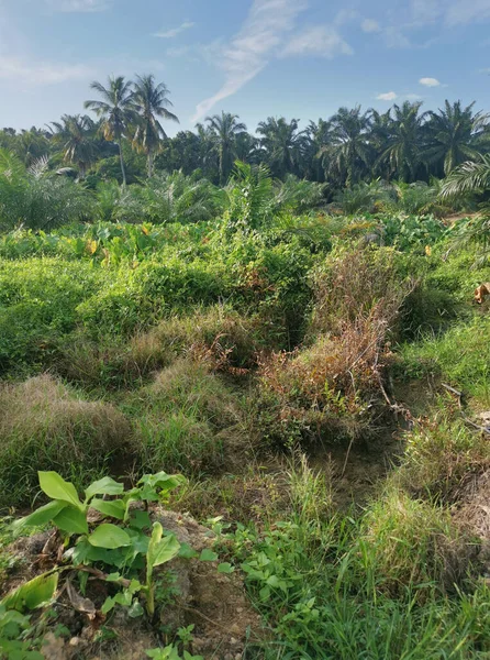 Scene Taro Vegetation Land — Stock Photo, Image