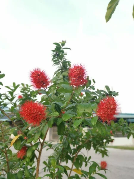 Vacker Röd Exotisk Combretum Constrictum Växt — Stockfoto