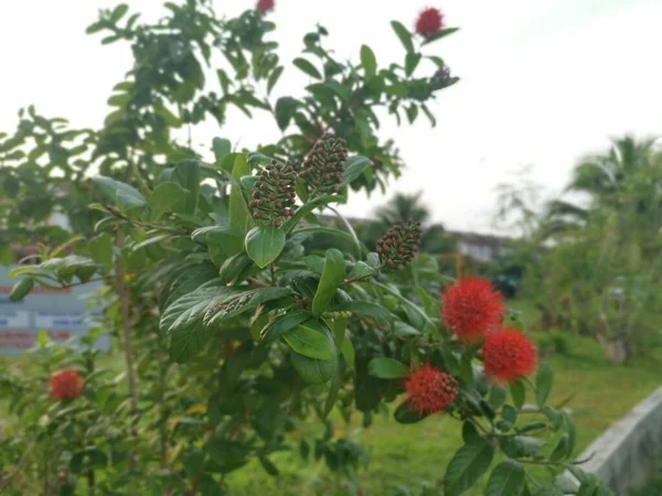 Güzel Kırmızı Egzotik Combretum Konstrictum Bitkisi — Stok fotoğraf