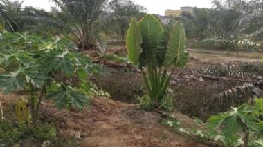 Vahşi dev taro yapraklı yeşil bitki