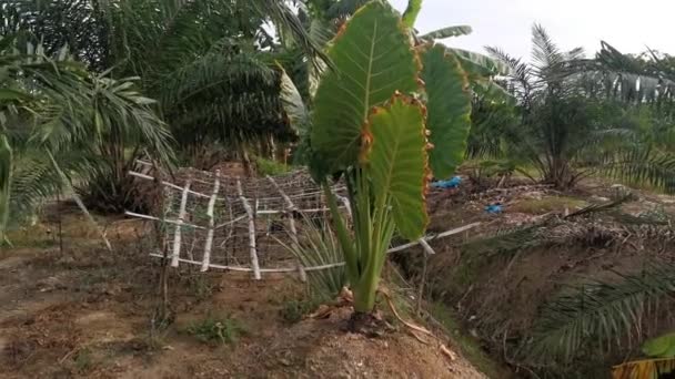 Taro Gigante Salvaje Planta Verde Frondosa — Vídeo de stock