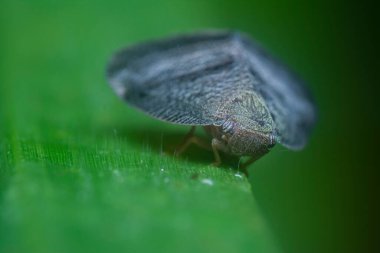 Koyu mavi scolypopa australis yaprak hoplatıcı 