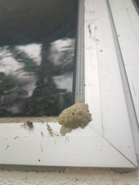 Eşek arısının çamur yuvası