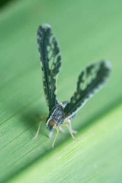 Langflügeliges Winziges Insekt Derbid Planthopper — Stockfoto