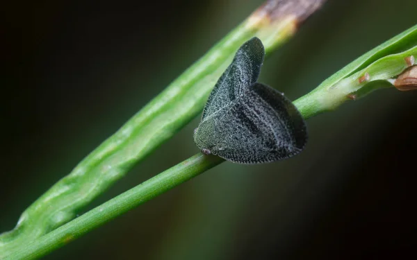 Mörkblå Scolypopa Australis Leafhopper — Stockfoto