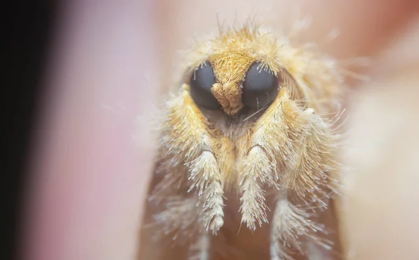 Κοντινή Λήψη Του Πορτοκαλιού Artaxa Moth — Φωτογραφία Αρχείου