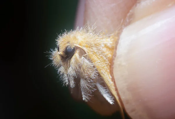 Κοντινή Λήψη Του Πορτοκαλιού Artaxa Moth — Φωτογραφία Αρχείου