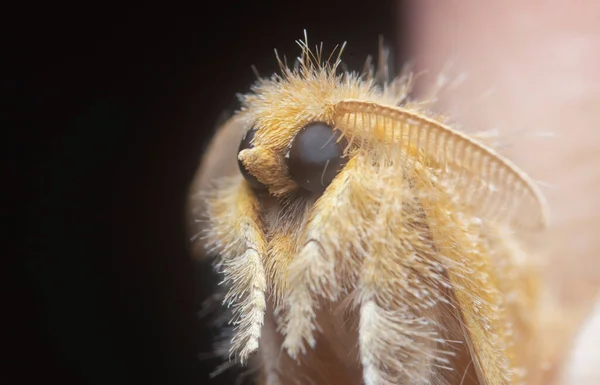 Tiro Cerca Polilla Artaxa Naranja — Foto de Stock