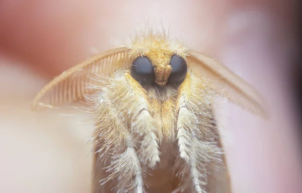 Tiro Cerca Polilla Artaxa Naranja — Foto de Stock