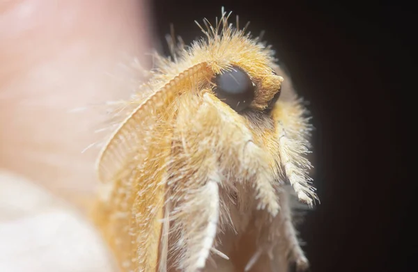 Close Shot Orange Artaxa Moth — Fotografia de Stock