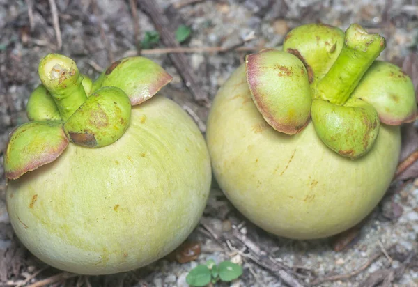 Niedojrzałe Zielone Owoce Mangosteen Uprawy — Zdjęcie stockowe