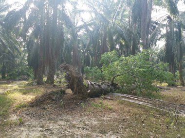 sökülmüş palmiye ağacından filizlenen vahşi filizler..