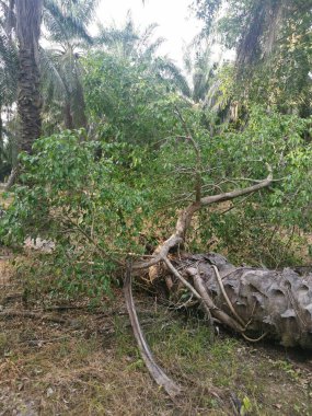 sökülmüş palmiye ağacından filizlenen vahşi filizler..